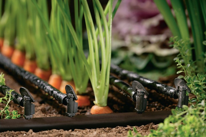 Крапельний полив моркви