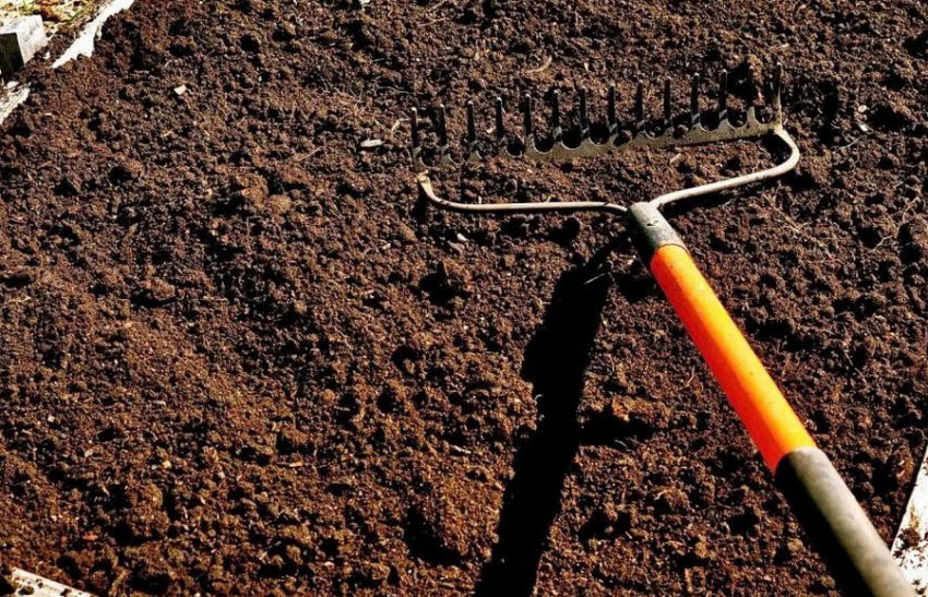 Місце для посадки цибулі