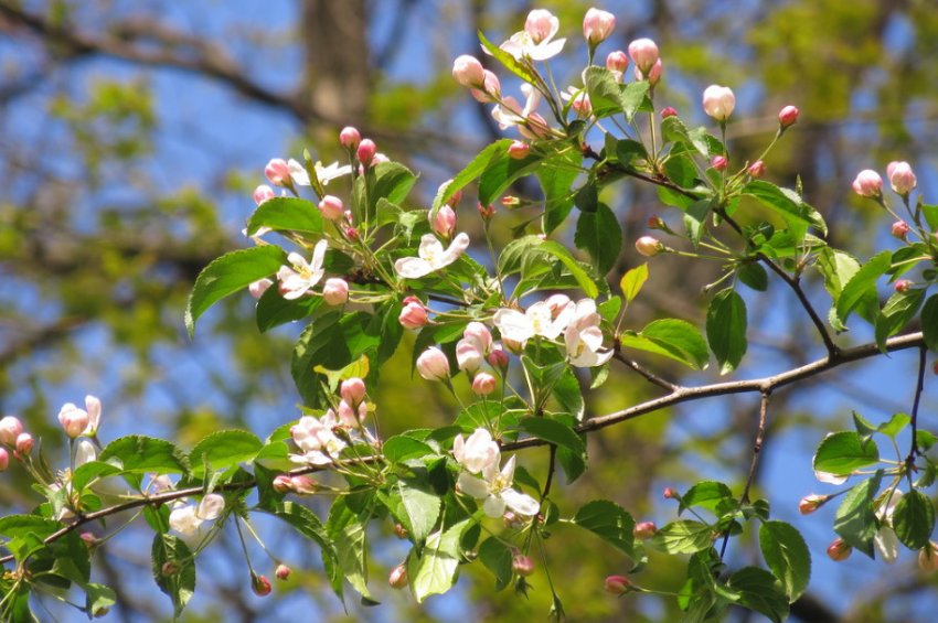 Яблоня ягодная описание. Яблоня Сибирская Malus baccata. Яблоня Сибирская Ягодная. Ягодная яблоня Сибирка. Яблоня Сибирская шейдекара.