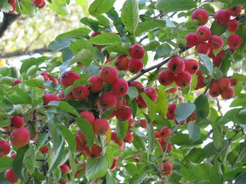 Плоди Ягідної яблуні