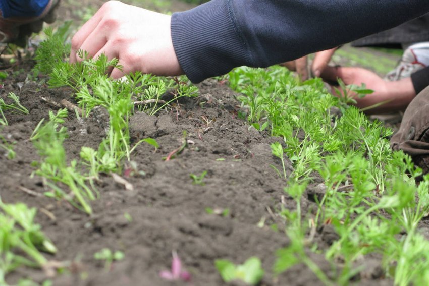 Прополка грядок моркви