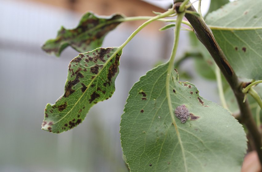 Бура плямистість на листках яблуні Бура плямистість на листках яблуні