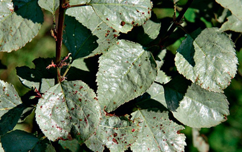 Молочний блиск на яблуні Молочний блиск на яблуні