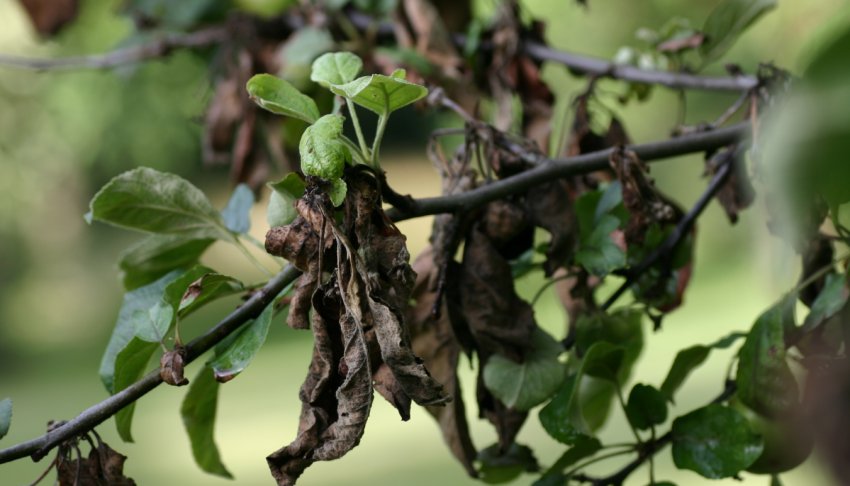 Бактеріальний опік яблуні Бактеріальний опік яблуні