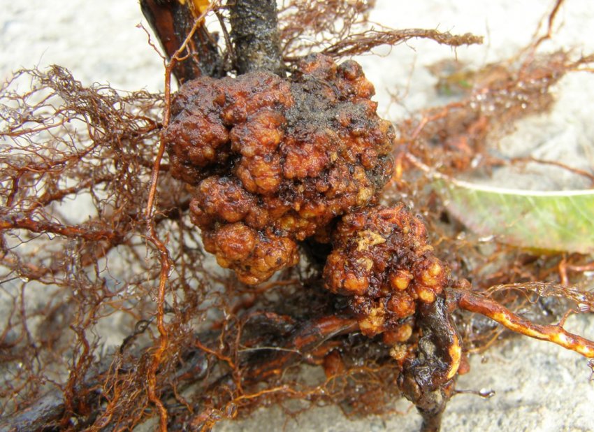 Кореневий рак яблуні Кореневий рак яблуні