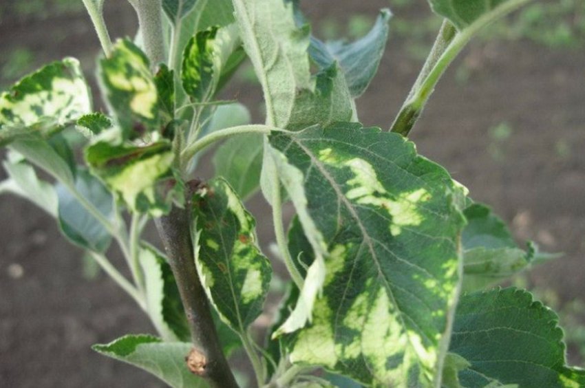 Вірус мозаїки яблуні Вірус мозаїки яблуні