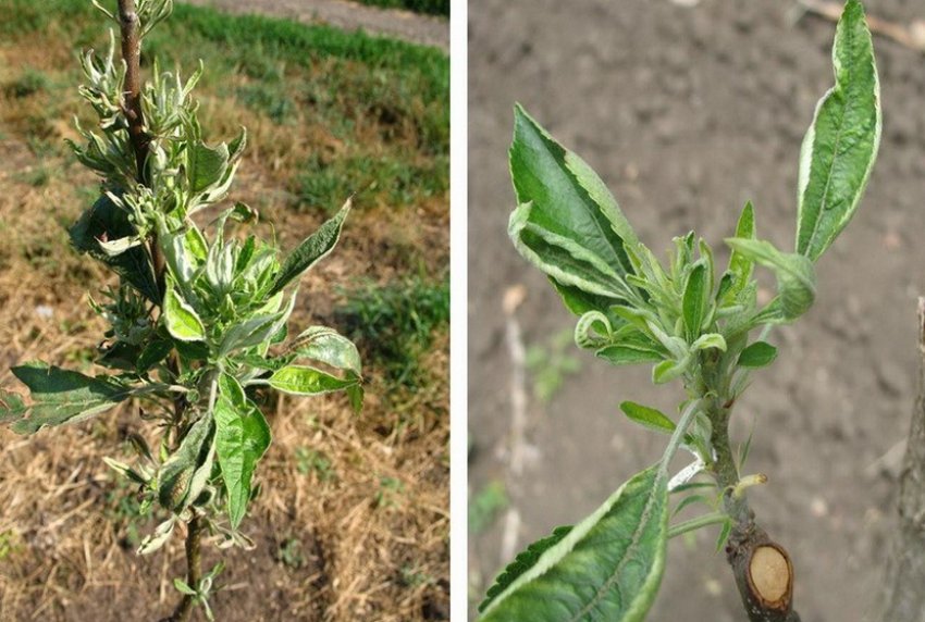 Вірусна розеточність яблуні Вірусна розеточність яблуні