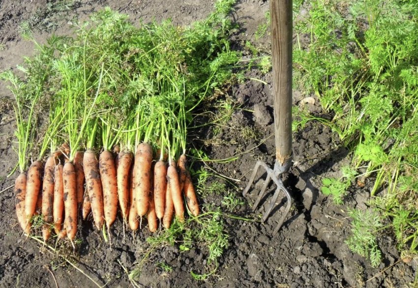 Збір урожаю моркви
