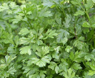 Особливості посадки петрушкою в теплиці взимку і догляду за нею