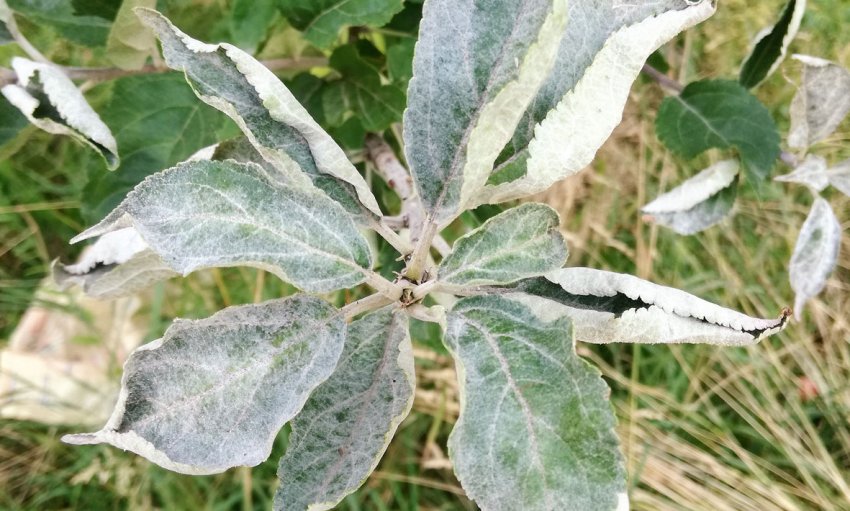 Борошниста роса яблуні