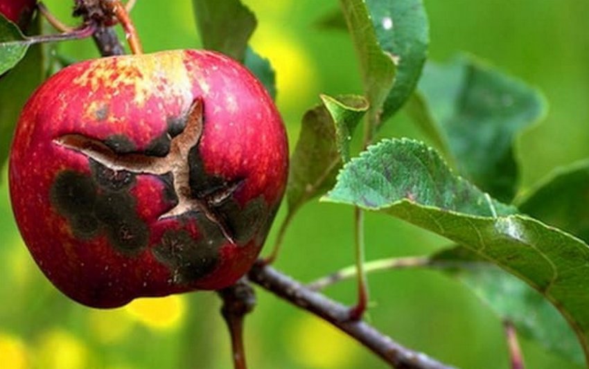Парша на яблуці