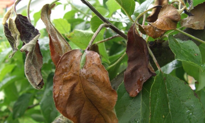 Бактеріальний опік яблуні