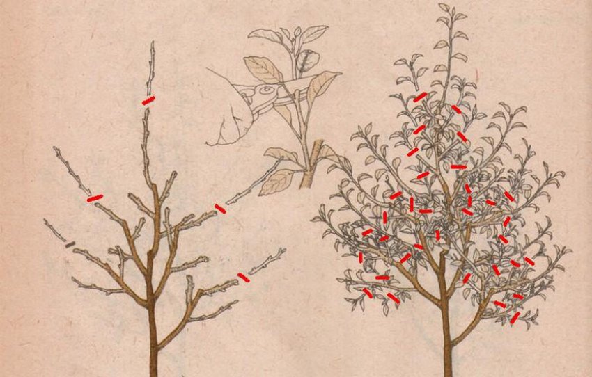 Обрізка декоративної яблуні