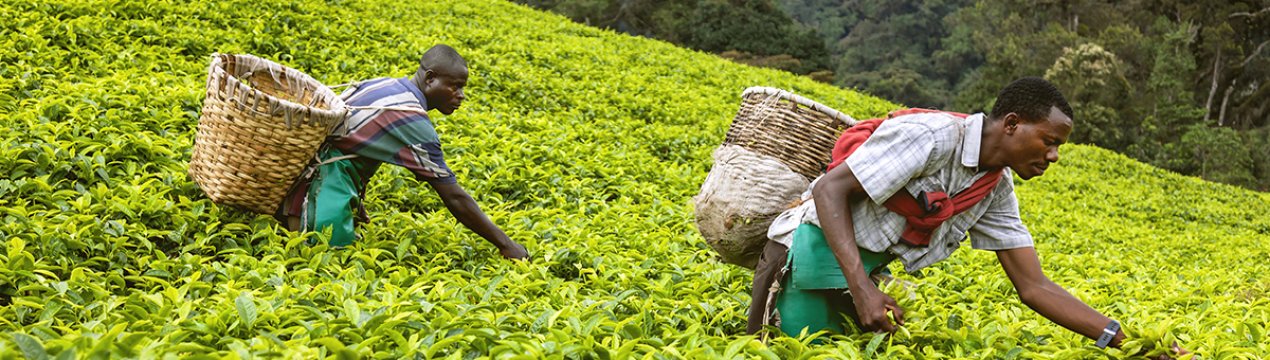 Засуха знизила виробництво тютюну в Зімбабве