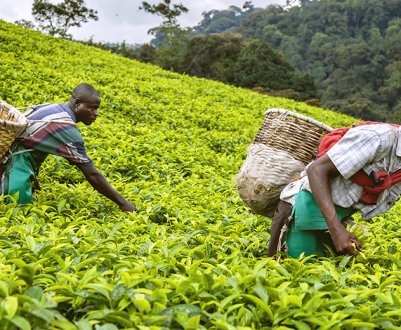 Засуха знизила виробництво тютюну в Зімбабве