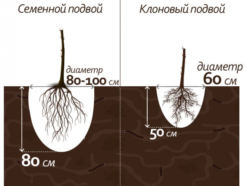 Типы подвоя