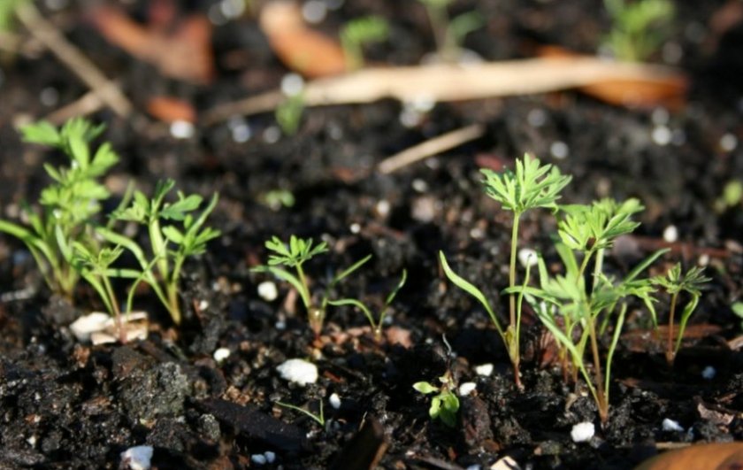 Как правильно выращивать петрушку в теплице зимой?