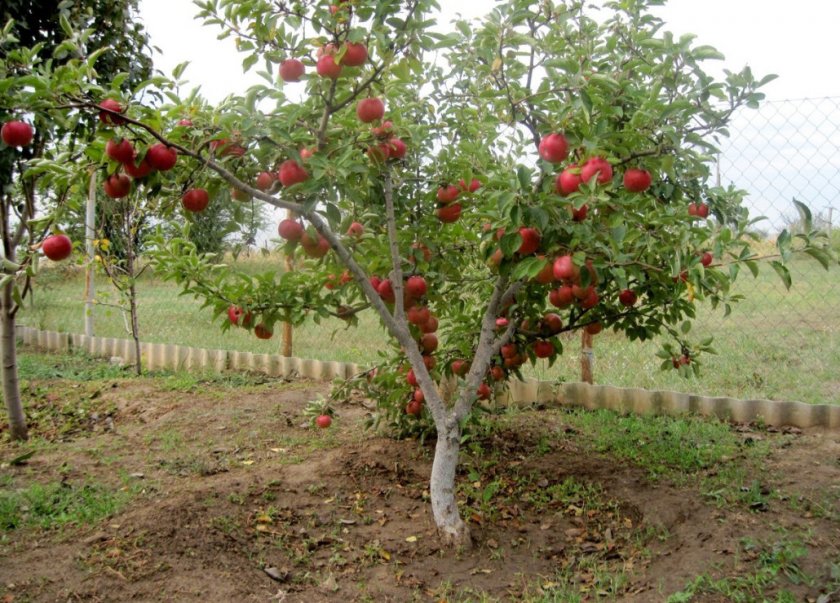 Здоровая яблоня