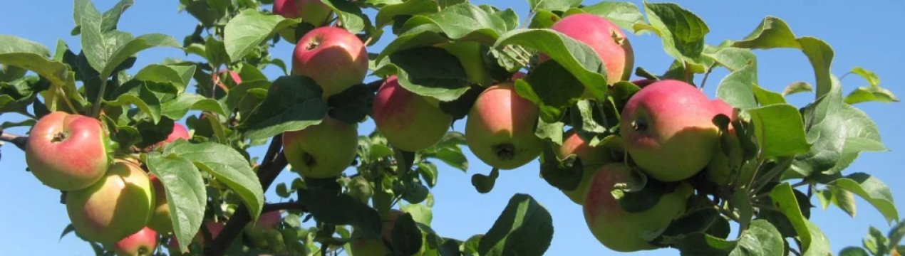 Як лікувати рак яблуні?