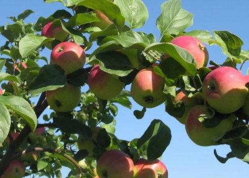 Як лікувати рак яблуні?