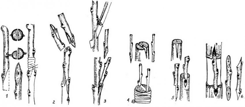 Прививка на яблоню весной свежесрезанным привоем. Прививка яблони подвой привой. Яблоня прививка на подвои. Улучшенная копулировка яблони. Черенки подвоев яблони.