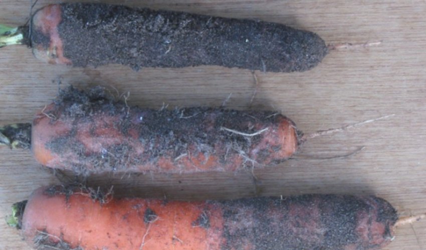 Сіра гниль моркви Сіра гниль моркви