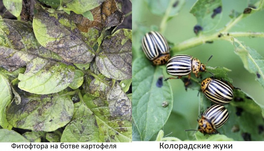 Хвороби і шкідники картоплі Хвороби і шкідники картоплі