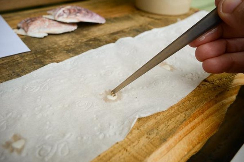 Насіння моркви на туалетному папері