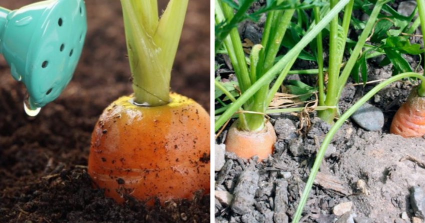 Полив і підгодівля моркви