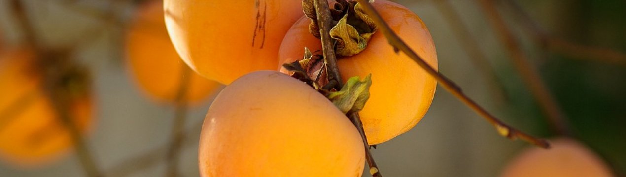 Екзотичні фрукти у відкритому грунті вирощують під Одесою