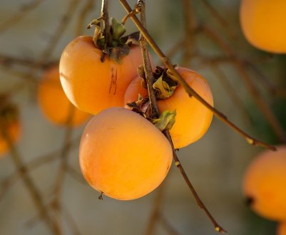 Екзотичні фрукти у відкритому грунті вирощують під Одесою