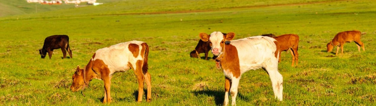 Центри ветеринарного обслуговування відкриються в Донецькій і Луганській областях