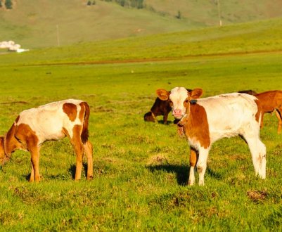 Центри ветеринарного обслуговування відкриються в Донецькій і Луганській областях