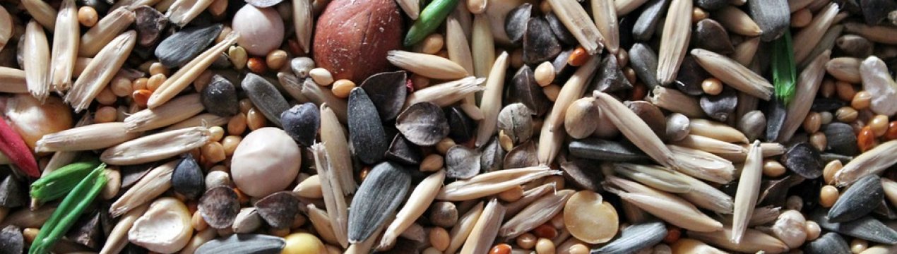 Як вибрати хороші насіння. Поради фахівців