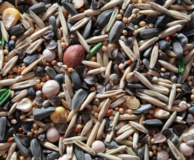 Як вибрати хороші насіння. Поради фахівців