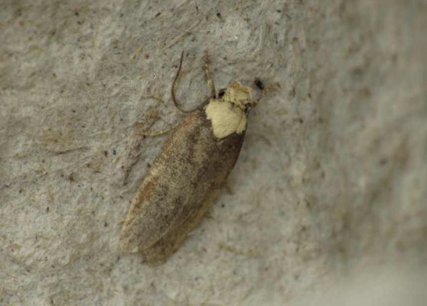 Морквяна моль Морквяна моль