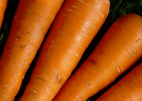 Подробная характеристика и агротехника выращивания моркови сорта Курода