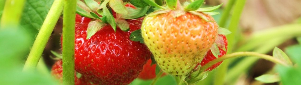 Найбільший виробник ягід в Україні збільшує площі під полуницею