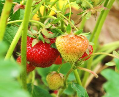 Найбільший виробник ягід в Україні збільшує площі під полуницею