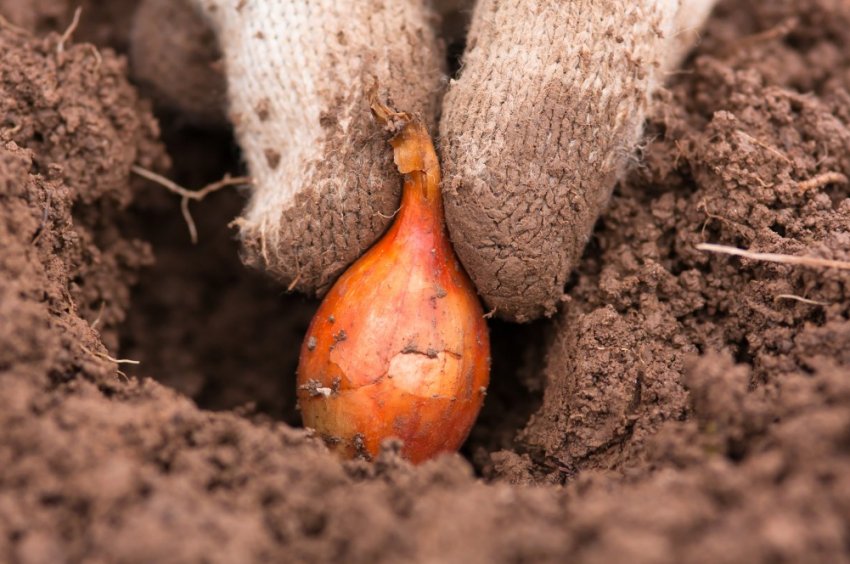 Посадка цибулі сіянки Посадка цибулі сіянки