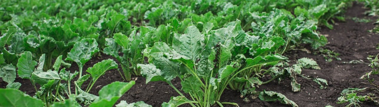 Перспективи виробництва цукру в Євросоюзі