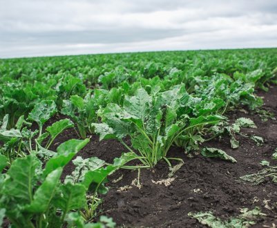 Перспективи виробництва цукру в Євросоюзі