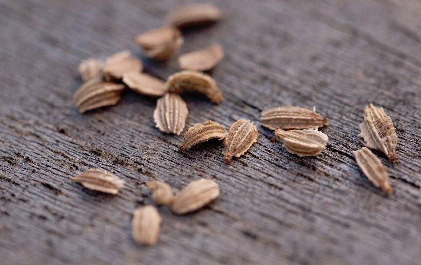 Насіння моркви