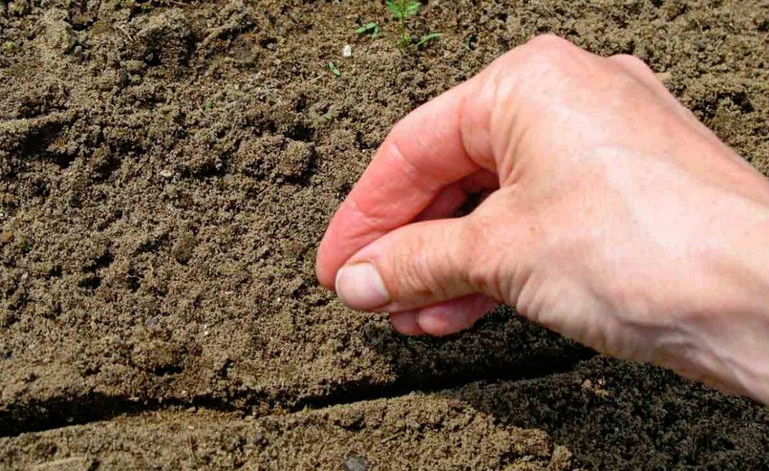 Посів моркви