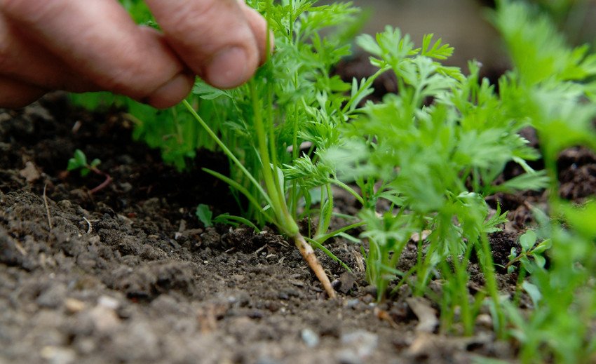 Проріджування моркви