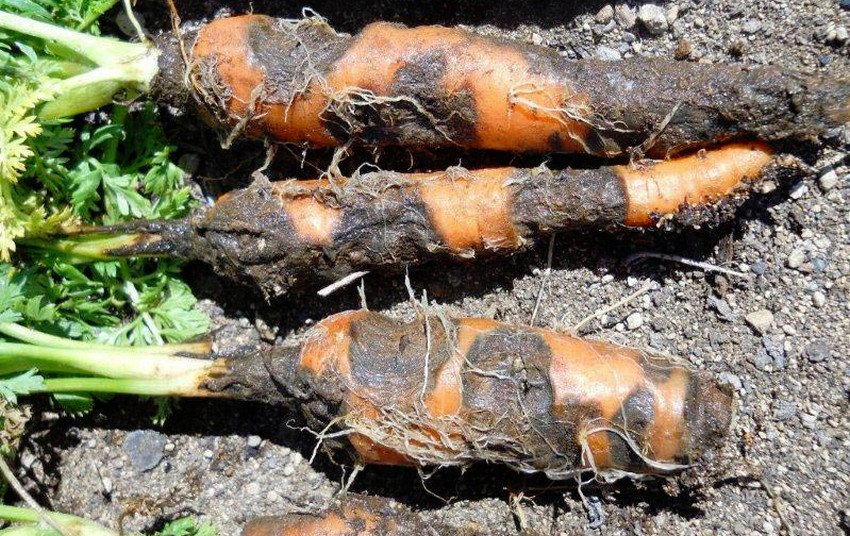 Ризоктиноз моркви