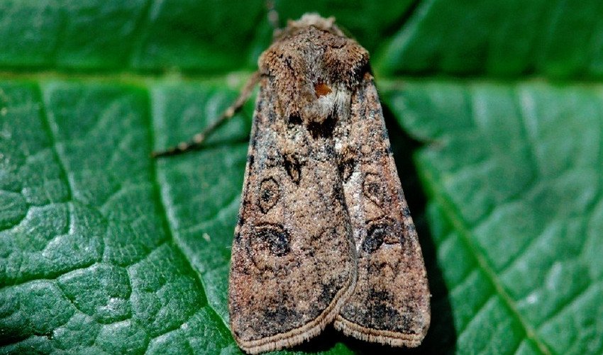 Озима совка