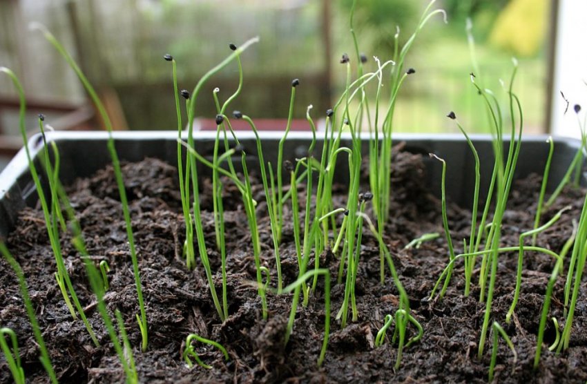 Вирощування цибулі розсадним способом Вирощування цибулі розсадним способом