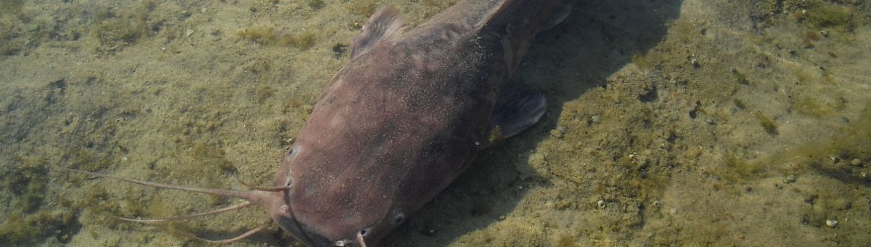 Волинський підприємець вирощує незвичайну рибу