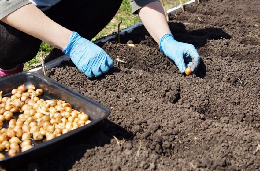 Посадка цибулі сіянки Посадка цибулі сіянки